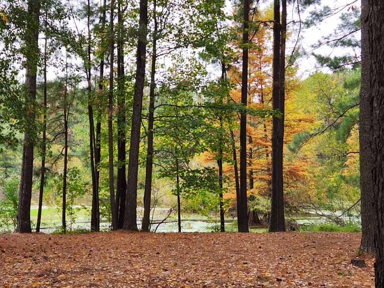 fall foliage